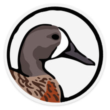 |Blue Winged Teal