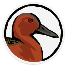 Cinnamon Teal