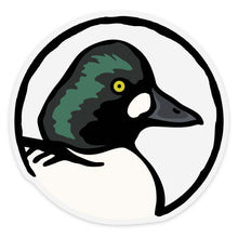 Common Goldeneye