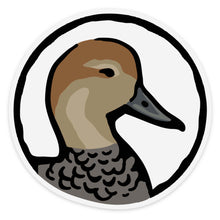 |Gadwall