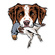 |Brittany with a Hungarian Partridge