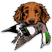 |Golden Retriever with a Wigeon