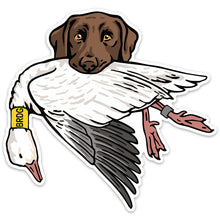 |Chocolate Lab with a Snow Goose