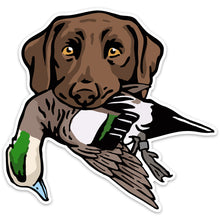 |Chocolate Lab with a Wigeon