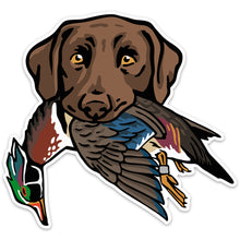 |Chocolate Lab with a Wood Duck