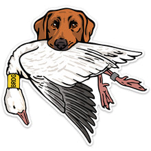 |Red Lab with a Snow Goose