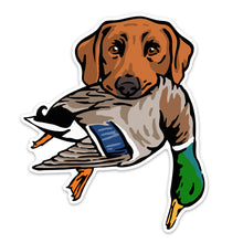 |Red Lab with a Mallard