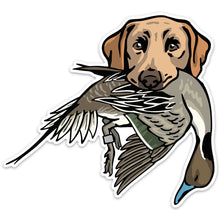 |Yellow Lab with a Pintail