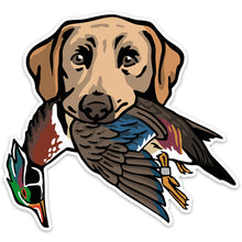 |Yellow Lab with a Wood Duck