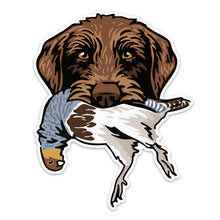 |Pudelpointer with a Hungarian Partridge