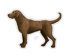 Chesapeake Bay Retriever Decal Sticker