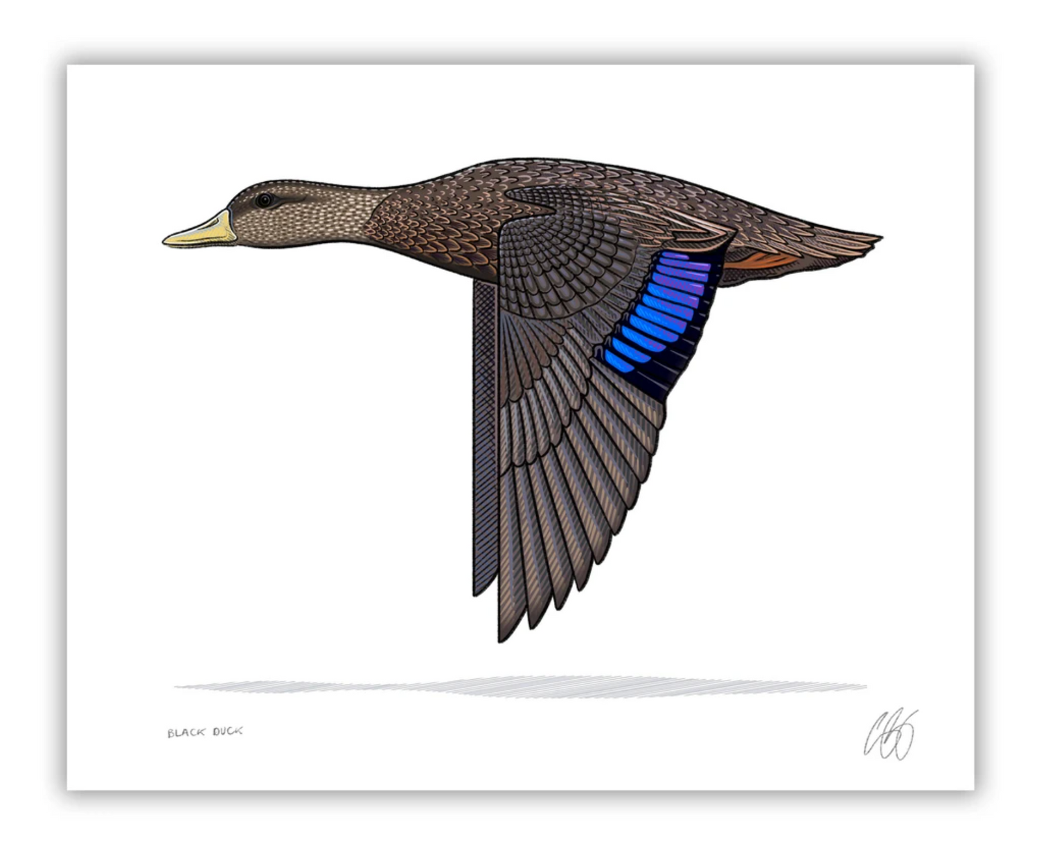 black duck 8x10 print