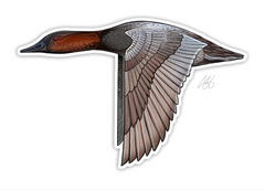 Canvasback Decal Sticker