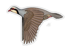 Chukar Decal Sticker