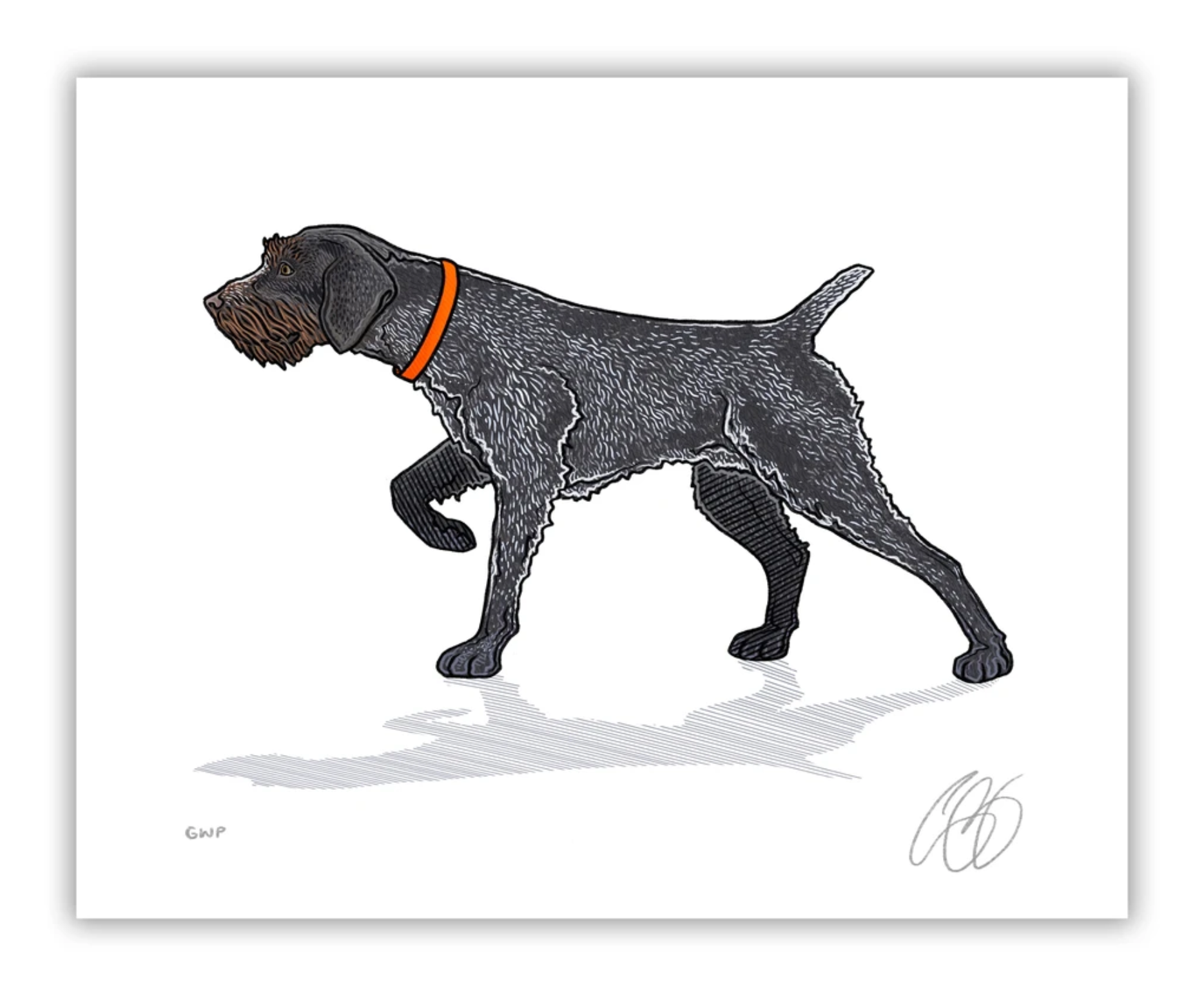 German Wirehaired Pointer Print Bird Dog of the Day