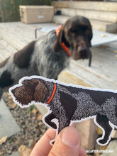Photos of a Wirehaired Pointing Griffon dog looking at a person holding a Wirehaired Pointing Griffon Decal Sticker