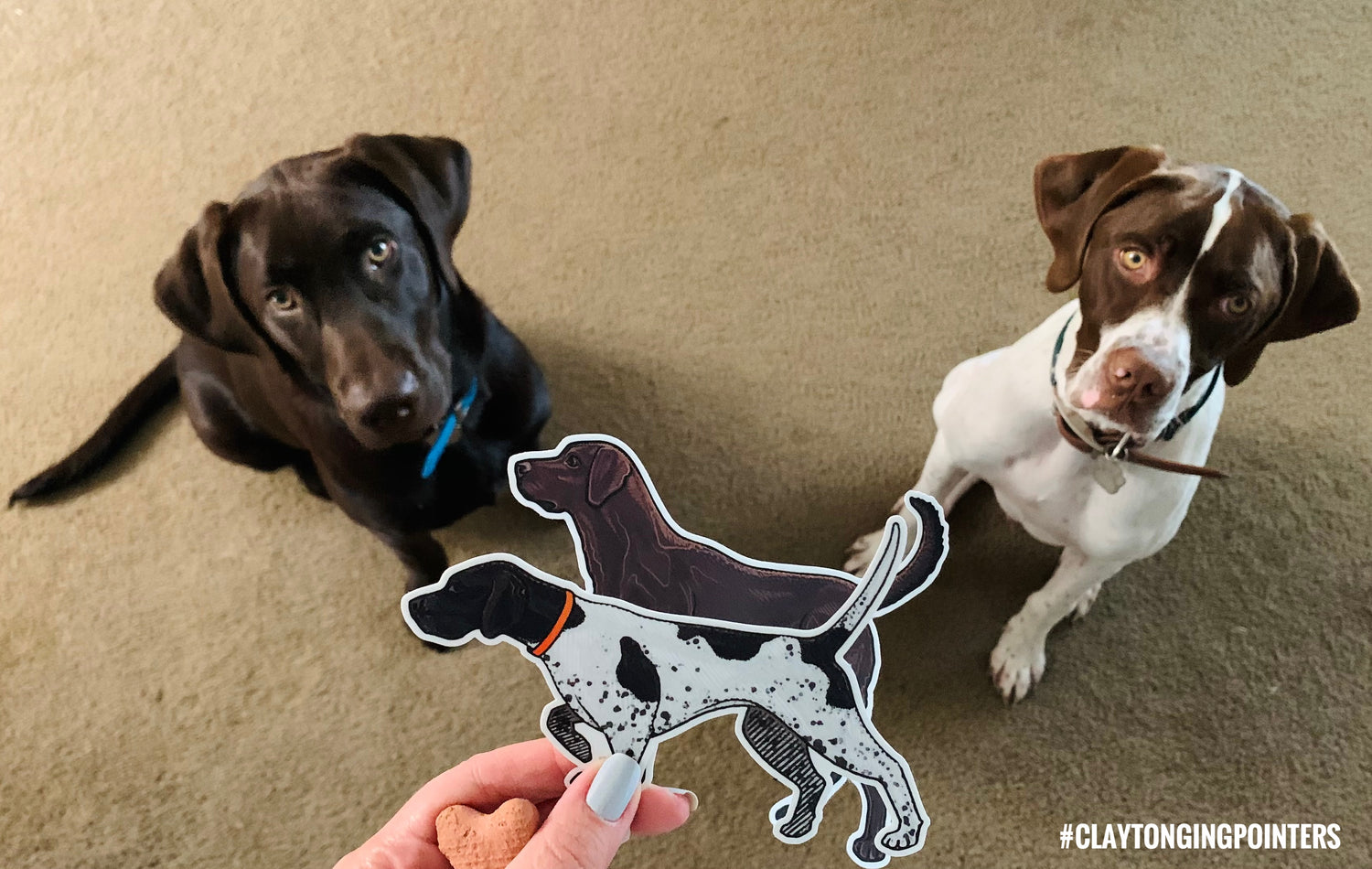 Chocolate Lab Decal Sticker and a Chocolate Lab dog looking at it.