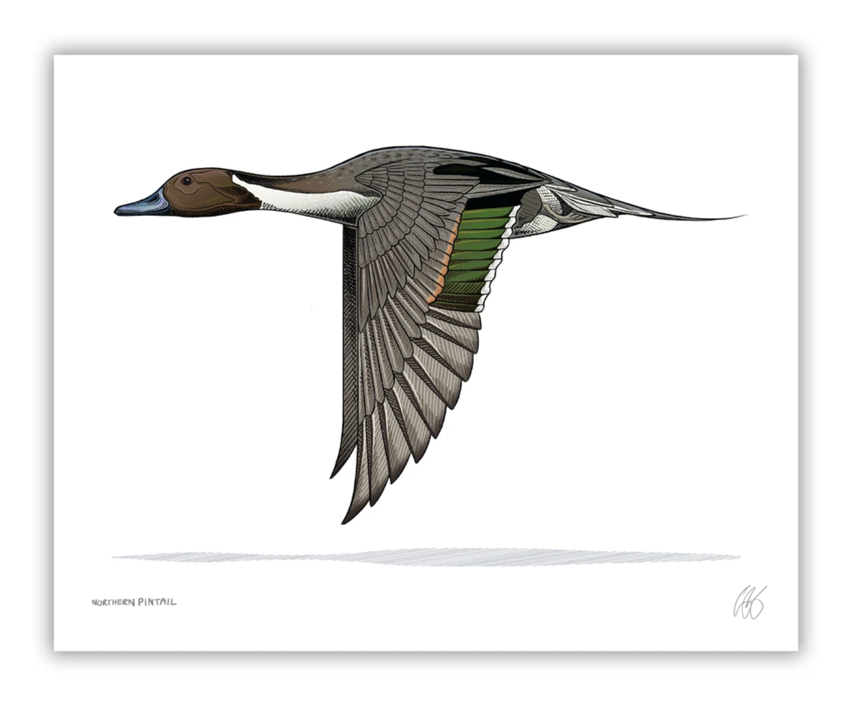 Pintail Print Bird Dog of the Day