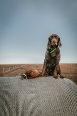 Picardy Spaniel Hoodie