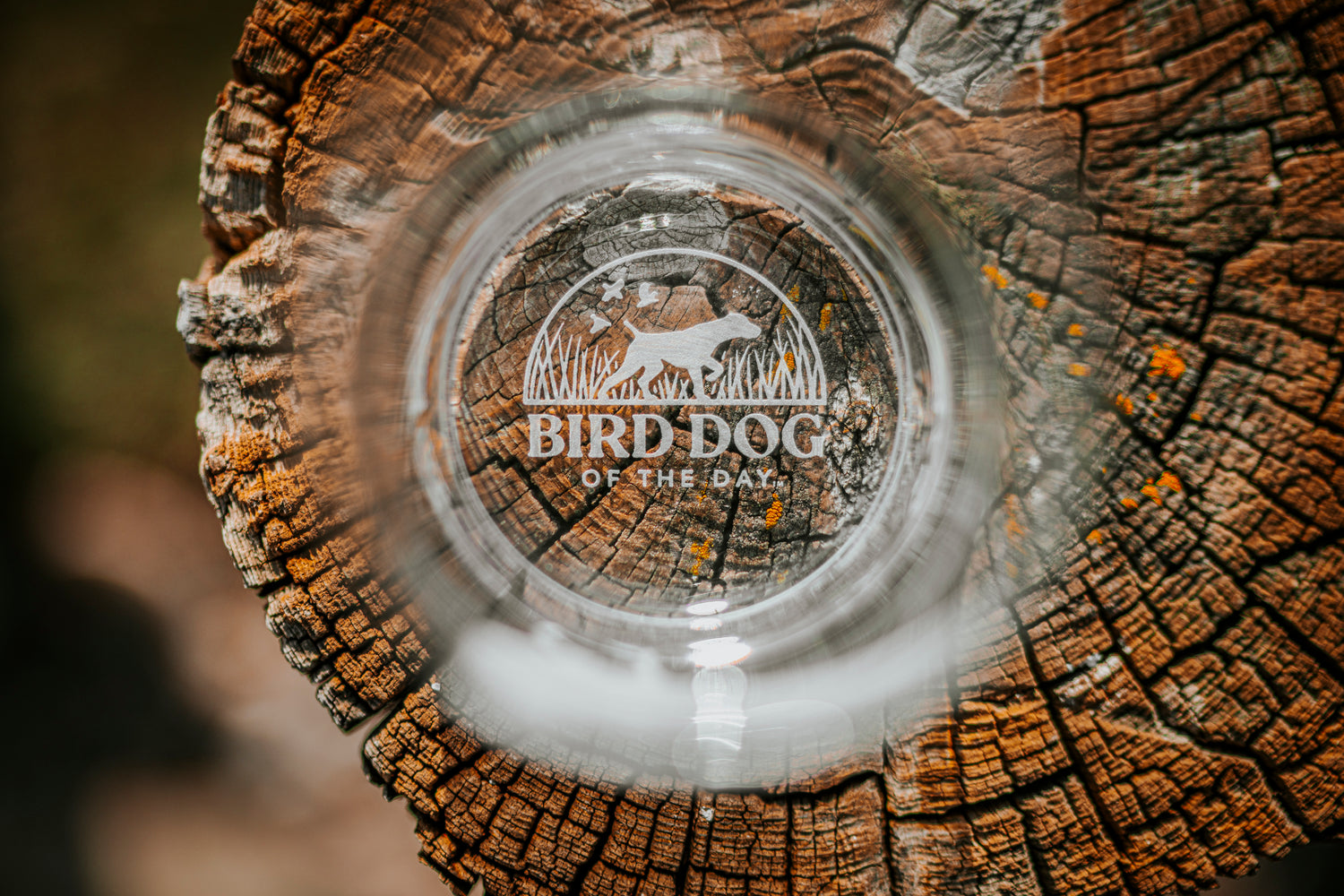 Spinone Italiano Whiskey Glass