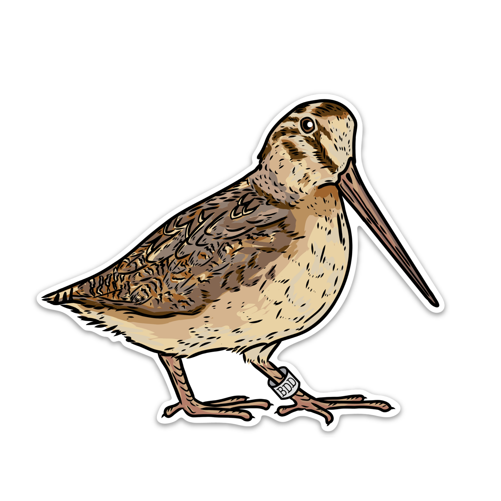 Banded Woodcock Decal Sticker | Bird Dog of the Day