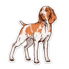 Bracco Italiano Decal Sticker