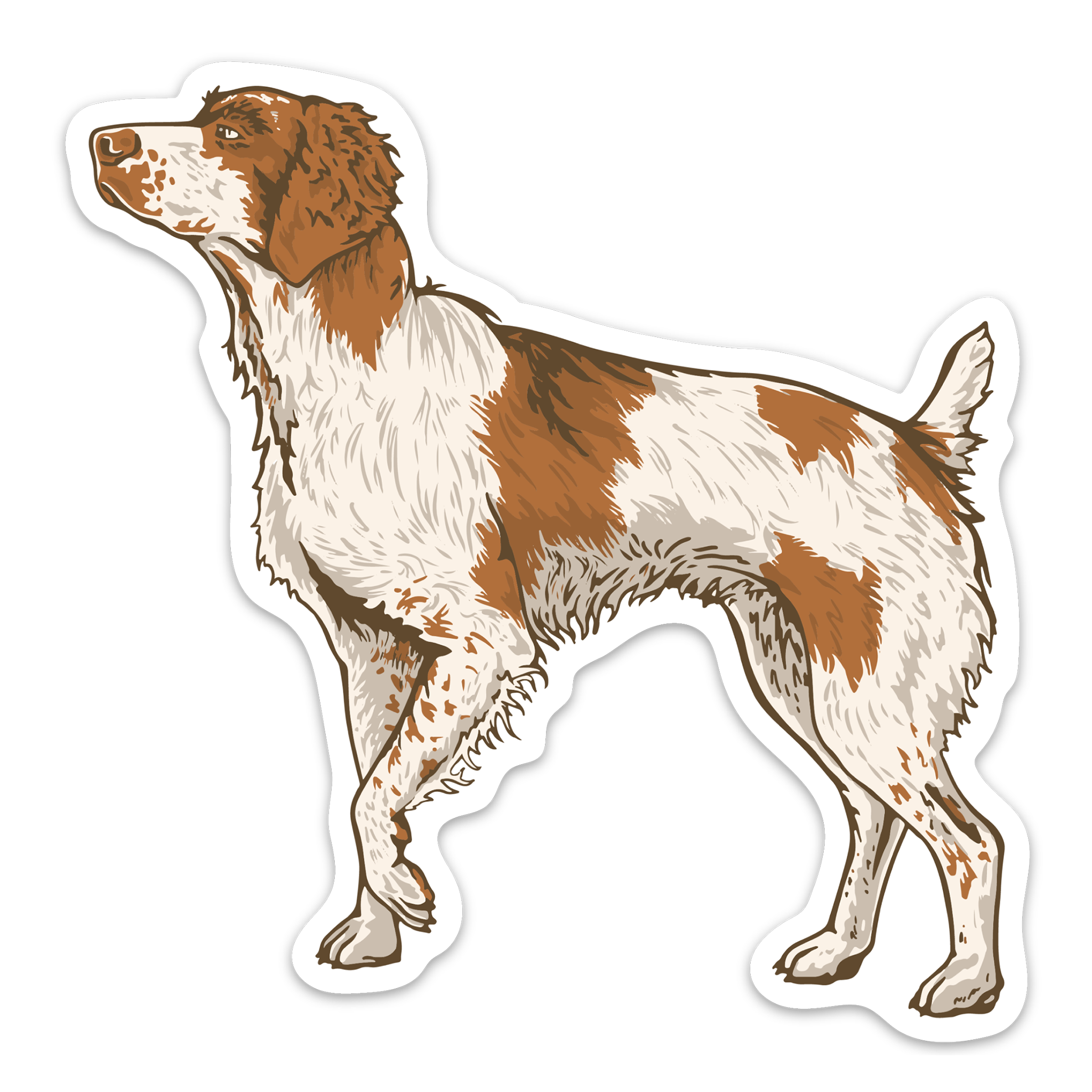 Brittany on Point Decal Sticker| Bird Dog of the Day