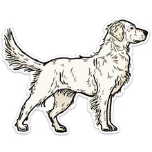 |Cream Golden Retriever