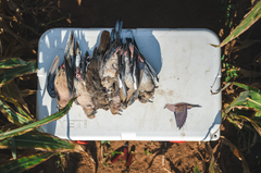 Mourning Dove Decal Sticker