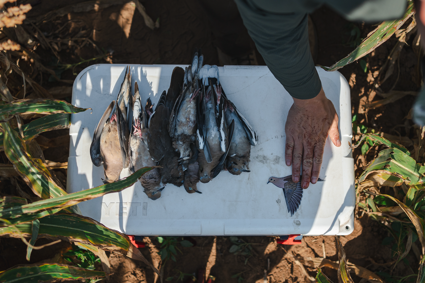 Mourning Dove Decal Sticker