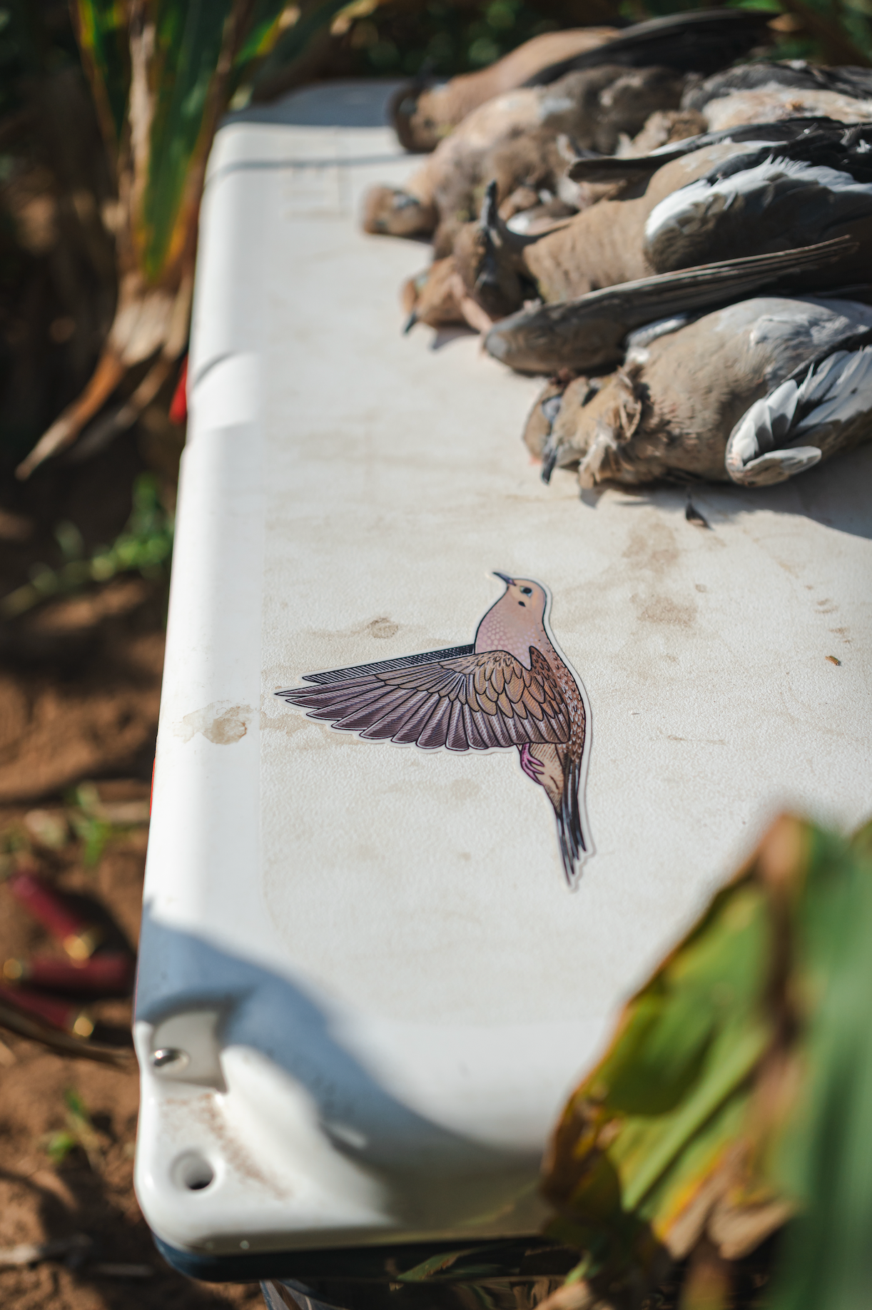 Mourning Dove Decal Sticker