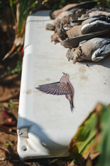 Mourning Dove Decal Sticker