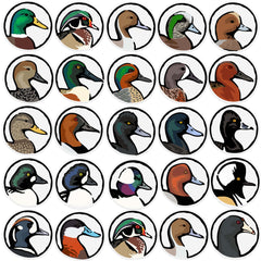 Every Waterfowl Species Decal Sticker