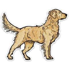 |Classic Golden Retriever
