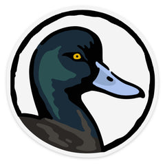 Great Scaup