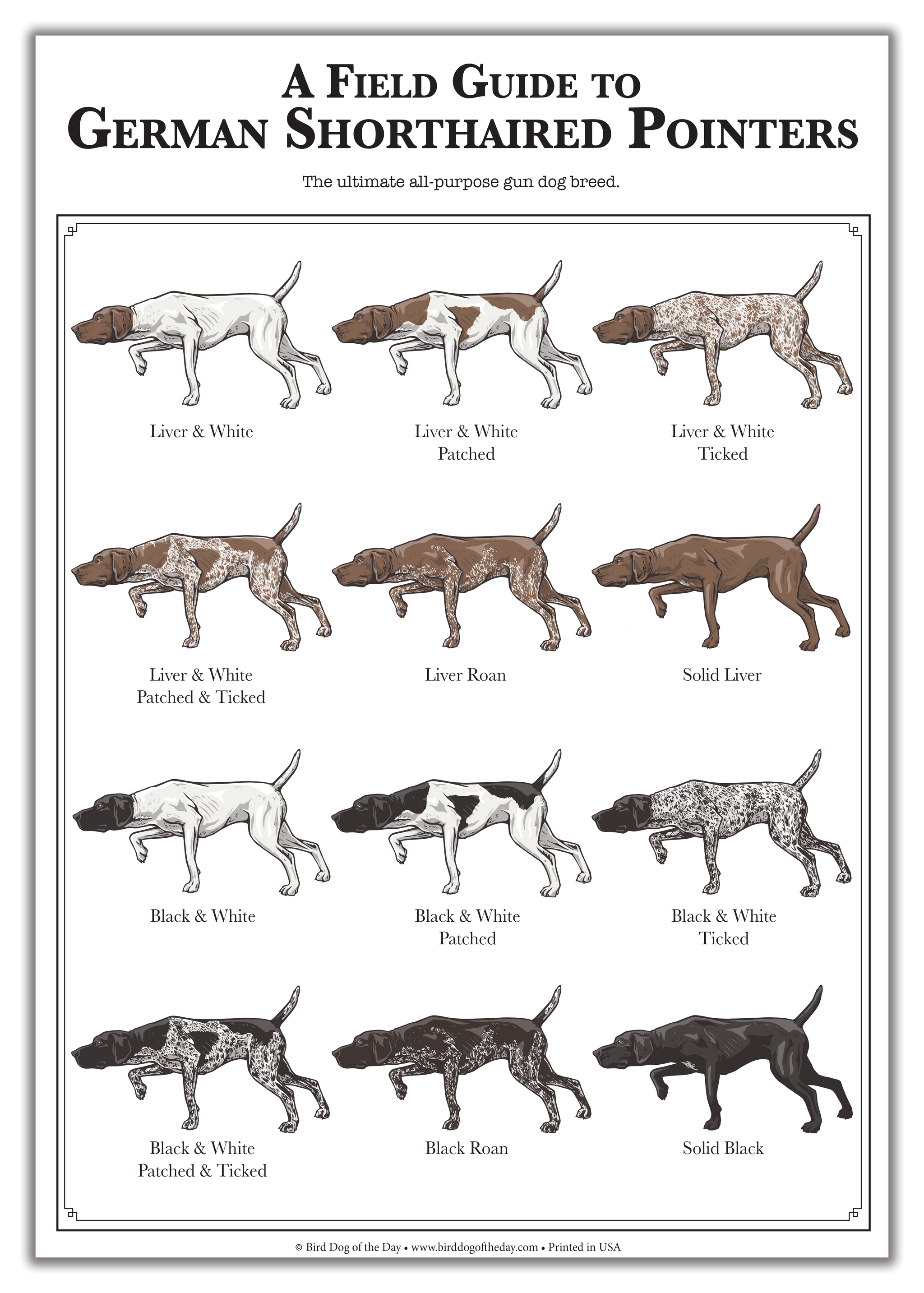 GSP Colors Poster| Bird Dog of the Day - Main Image