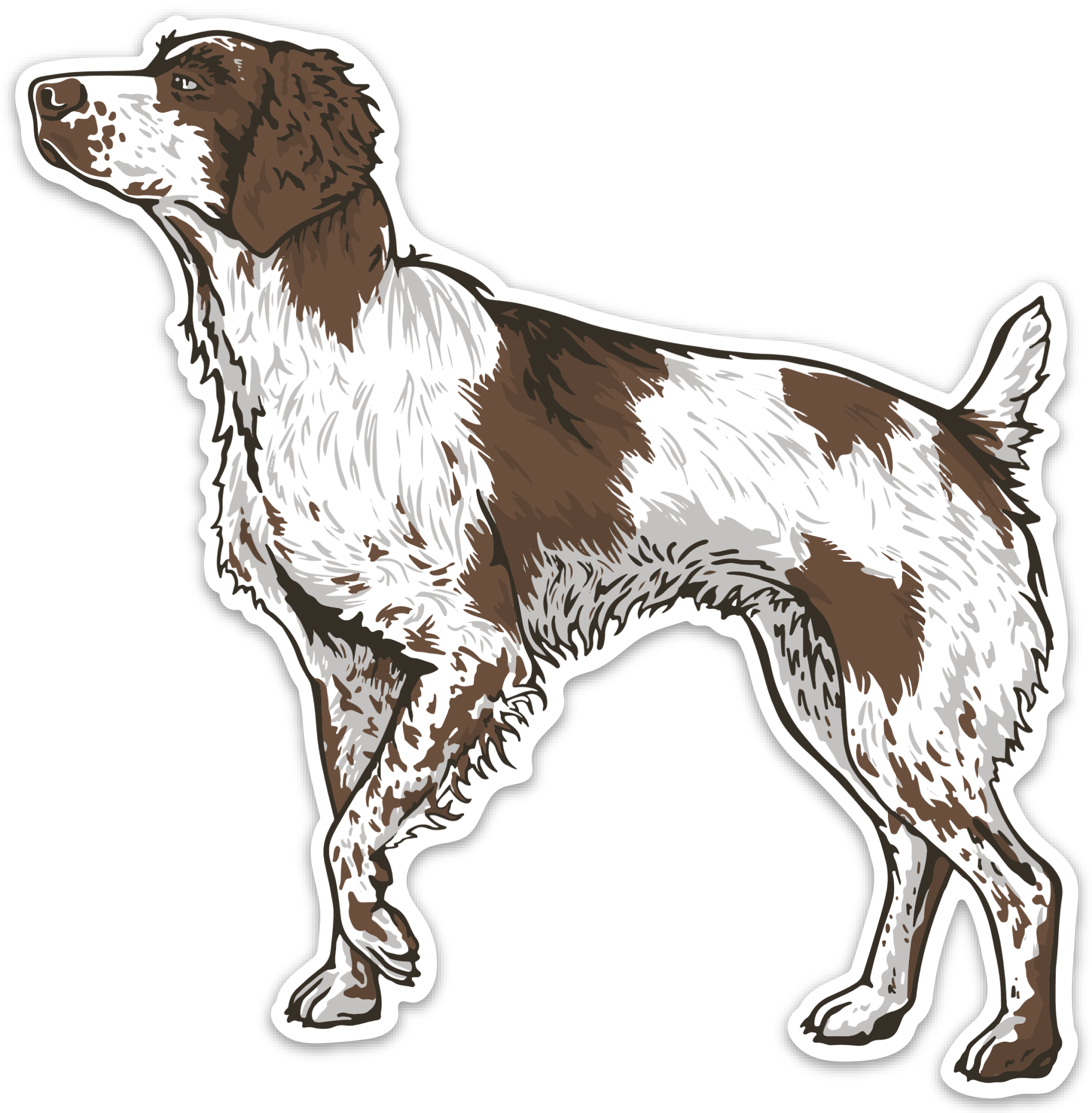 Brittany on Point Decal Sticker| Bird Dog of the Day