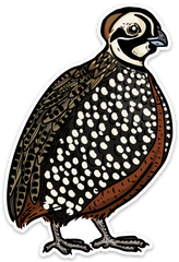 Mearns Quail Decal Sticker