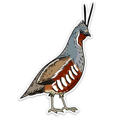 Mountain Quail Decal Sticker