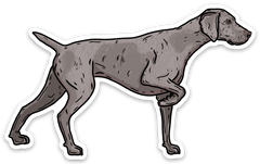 My First Weimaraner Decal Sticker