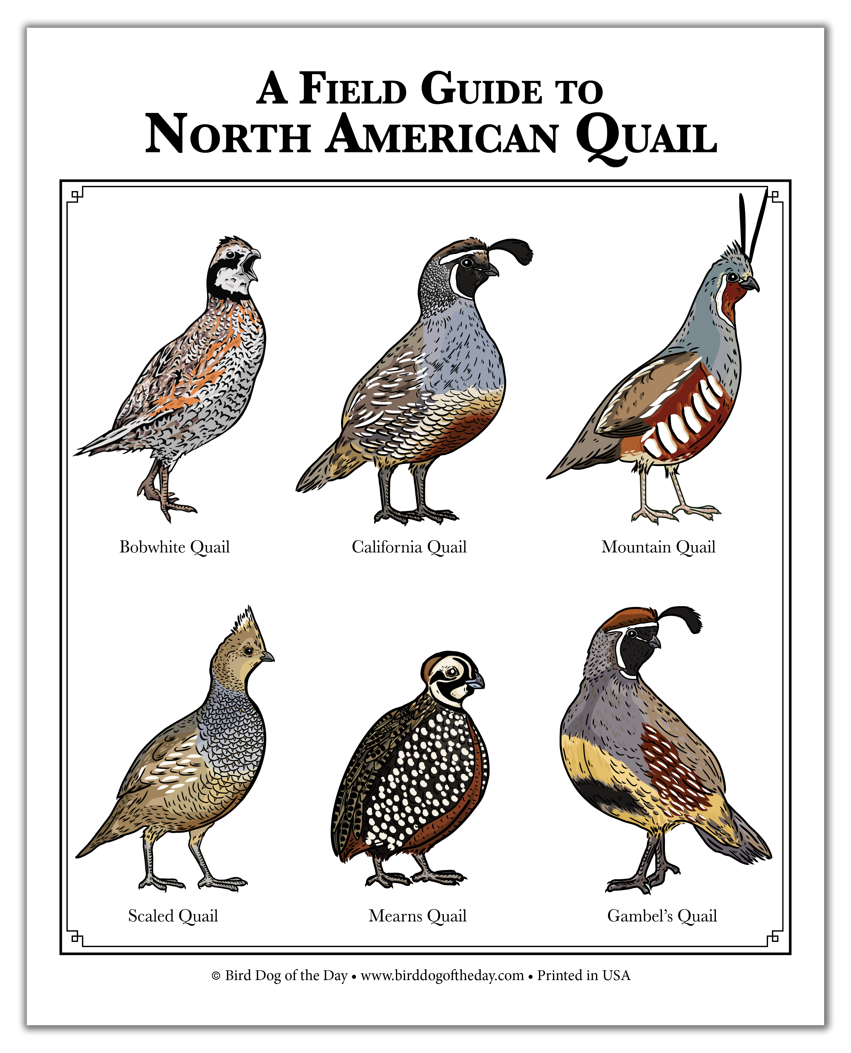 North American Quail Poster | Bird Dog of the Day