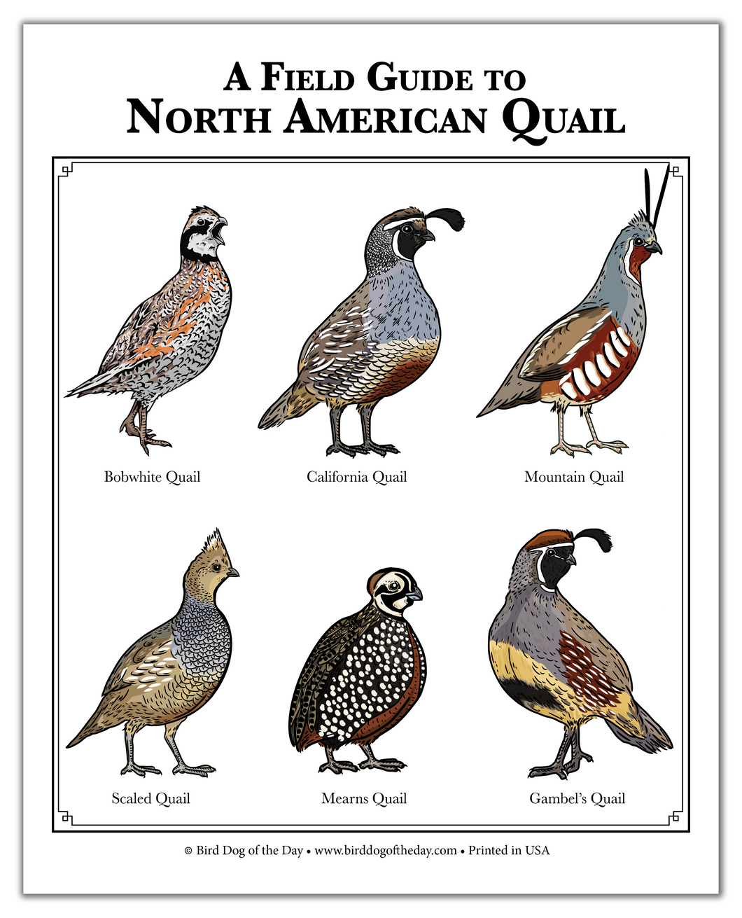 North American Quail Poster