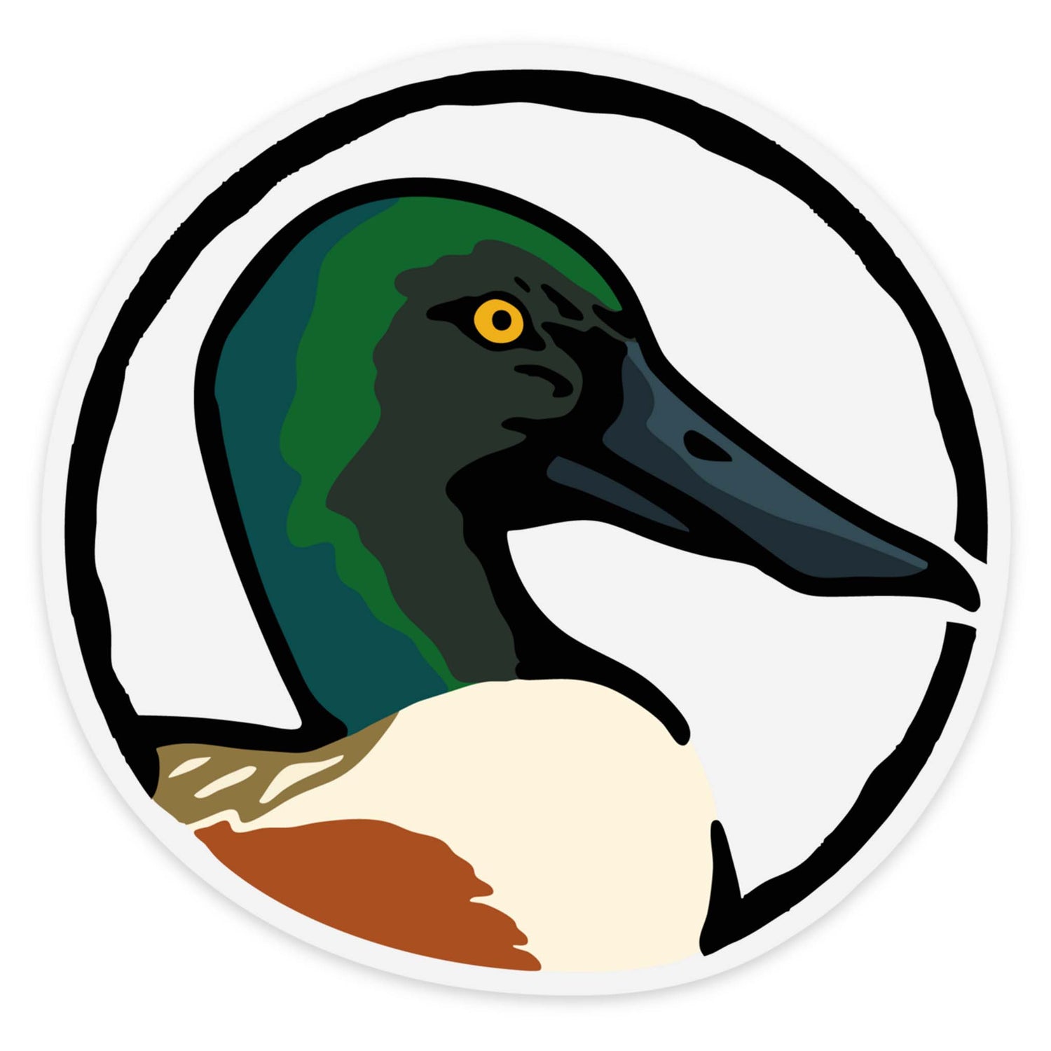 Northern Shoveler