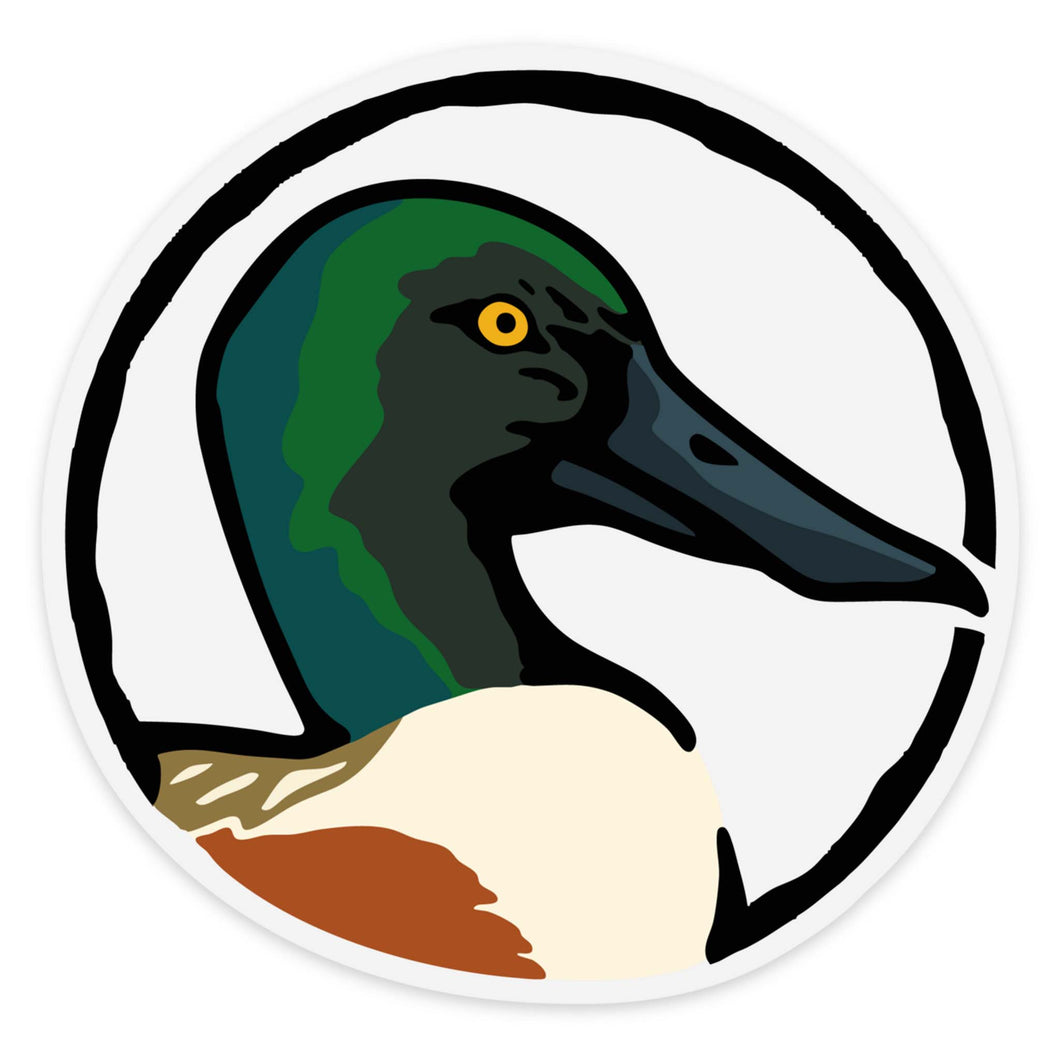 Northern Shoveler