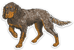 Picardy Spaniel Decal Sticker