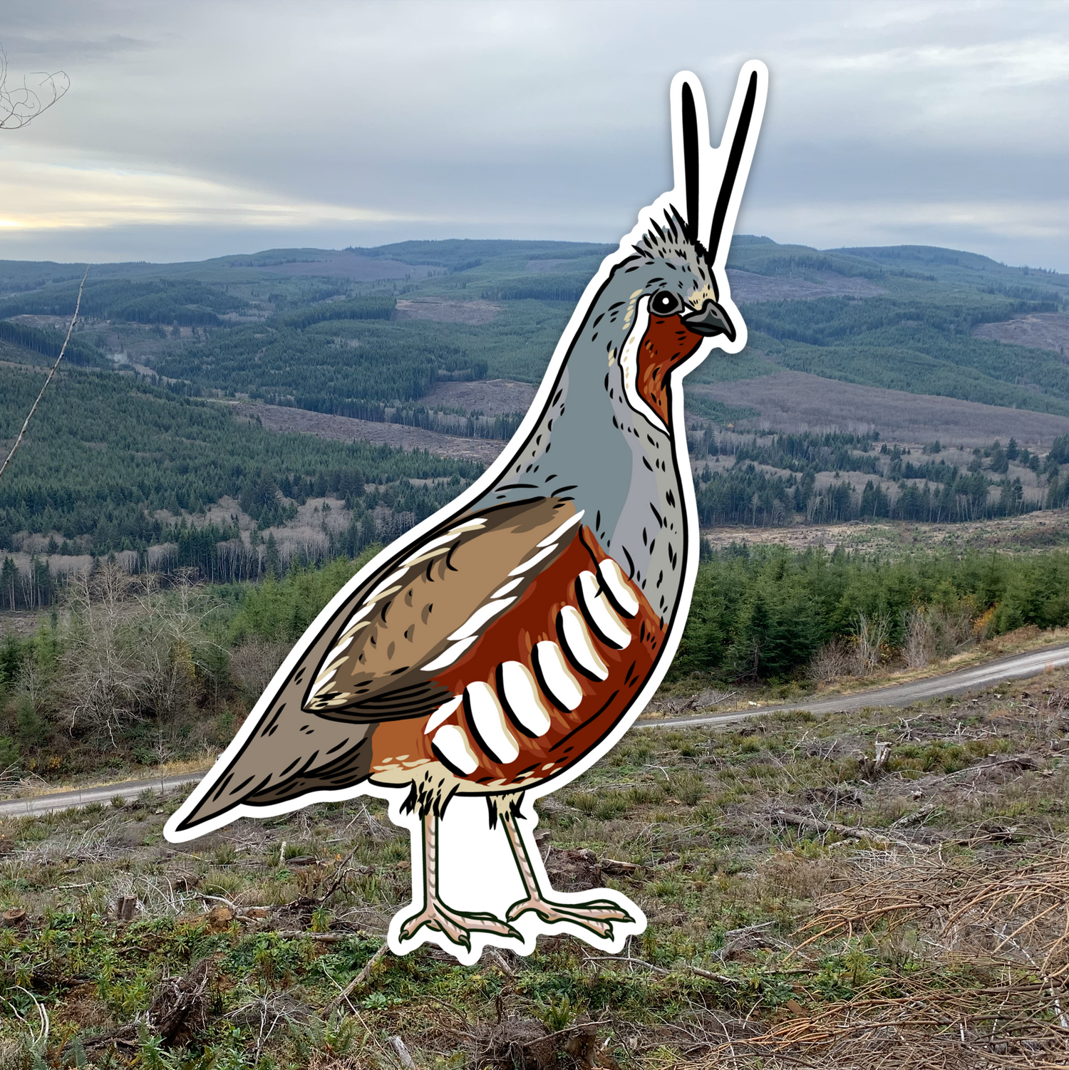 Quail Grand Slam Sticker 6-Pack