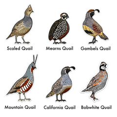 Quail Grand Slam Sticker 6-Pack
