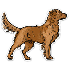 |Red Golden Retriever