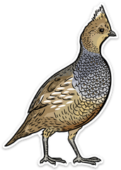 Scaled Quail Decal Sticker