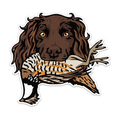 |Boykin with a Bobwhite Quail